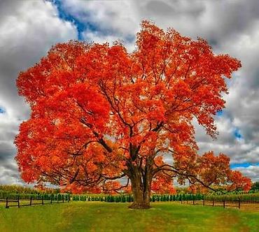 Другие садовые цветы и кустарники: САЖЕНЦЫ многолетников самшита (разные сорта) кустарников магнолии at lalafo.kg — 18 Другие садовые цветы и кустарники: САЖЕНЦЫ многолетников самшита (разные сорта) кустарников магнолии — 18