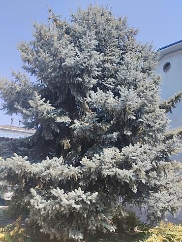 агротехника: Голубая ель (вероятно Picea pungens ‘Glauca’) — взрослое декоративное — 1