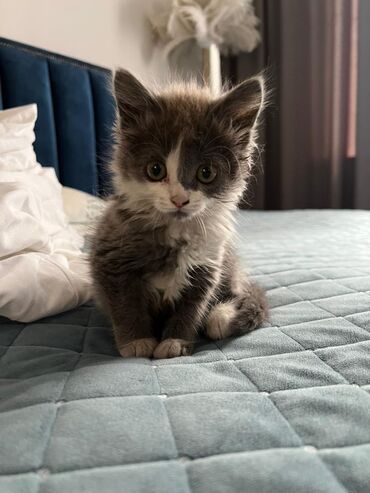 сибирская черно белая кошка: Кошка даром: Беспородная, 3 месяца, Мальчик, Приучена к лотку