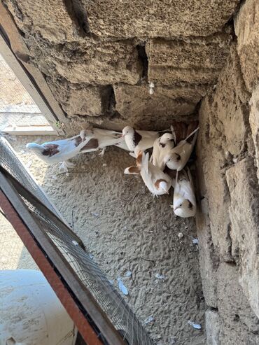 Digər quşlar: 1 nesil eni quyruq badam sari boyun qirmizi boyunan toreme 7 eded — 9