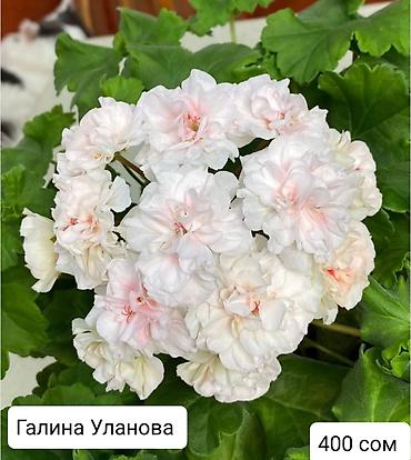 Герани и пеларгонии: Пеларгонии (герани) сортовые — детки в стаканчиках. Доступные сорта — 17