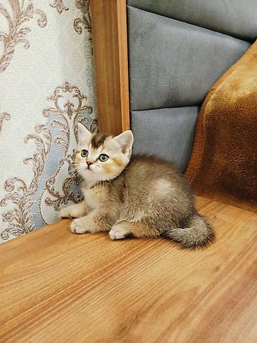 Pişiklər: Britan — 4