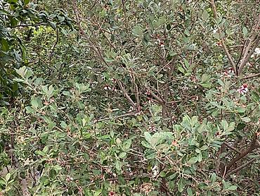 Divanlar: Künc divan, Açılmayan, Parça — 19