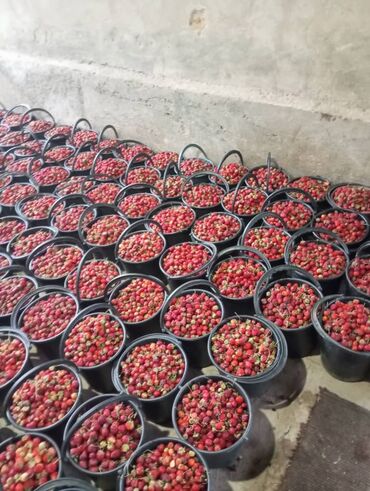 Масло, консервы: Масло, консервы — 3