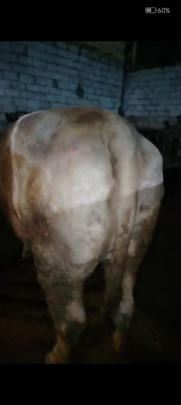 Inəklər, öküzlər: Salam aleykum əziz dosdlar bele bir gözel dogmamiş dügemiz çıxdı -da lalafo.az — 14 Inəklər, öküzlər: Salam aleykum əziz dosdlar bele bir gözel dogmamiş dügemiz çıxdı — 14