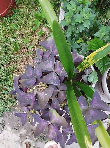 суп: Комнатные и садовые растения (на фото): - Сансевиерия (Sansevieria — 9