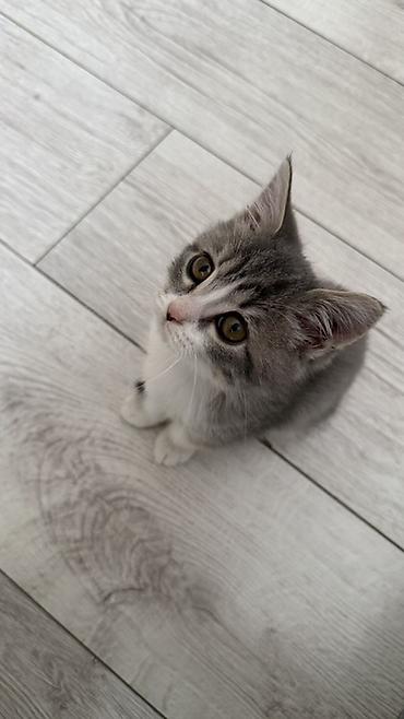 я ищу котенка: Кошка даром: Беспородная, 3 месяца, Девочка, Приучена к лотку — 1