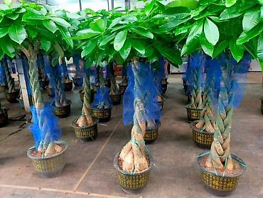 Другие комнатные растения: Комнатное растение с длинными, узкими листьями насыщенного зеленого — 15