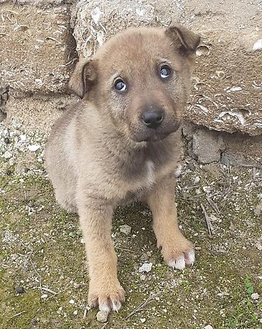 İtlər: Alman çoban iti, 2 ay, Erkek, Ünvandan götürmə — 7