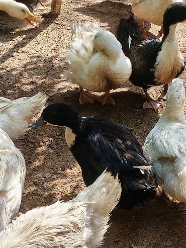 heleb kecileri satilir: PEKİN ÖRDƏYİ XORUZ FƏRƏAĞ LAL ÖRDƏK XORUZ FƏRƏKAYUQA ÖEDƏKLƏRİ — 6