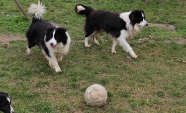 Psi: Border Koli (Collie) veoma iskusan i proveren Mužjak Za Parenje — 4