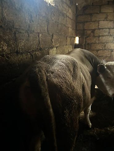 erkek dana satilir: Simentsldı super kökdü diri cəkisi 570. 600 arası olar — 4