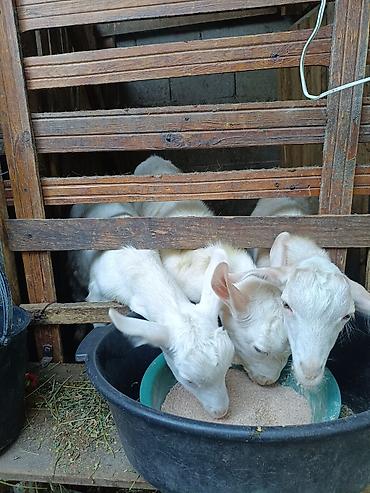 продаю дойную козу: Продаю | Коза (самка) | Для молока — 3