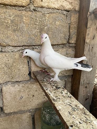 dekorativ goyərcin: Hazır cütdüler erkey badam leleydi maya çılpaq dı tutulmadı ikside — 1