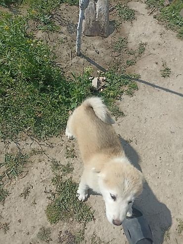 balaca cins itler: Akita-inu, 2 ay, Erkək, Peyvəndli, Ünvandan götürmə — 3