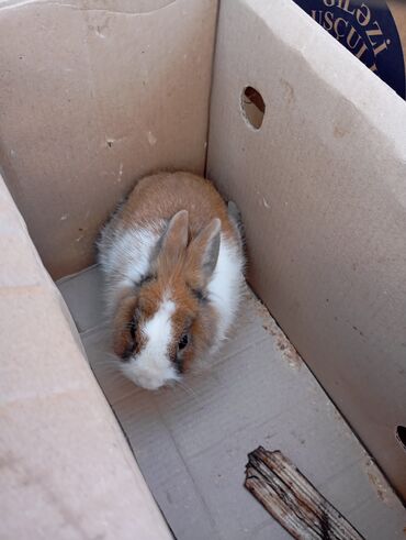 kaliforniya dovşan: Sortu babçka təkdir deye satılır tam sağlamdır dişidir qiymətdə