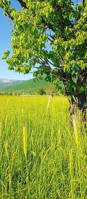 Torpaq sahələrinin satışı: Kənd təsərrüfatı — 12