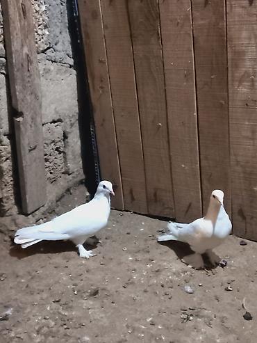 göyerçin damı: Ağ rəngli cüt göyərçin - Növ: dekorativ/ev göyərçinləri - Rəng: tam — 1