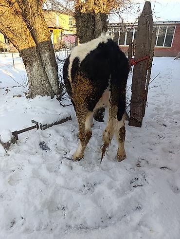 Коровы, быки: Продаю | Тёлка | Для молока | Привязанные — 5