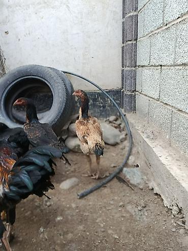 Куры, петухи: Продаю | Куры | На забой, Несушки, Для боев — 6