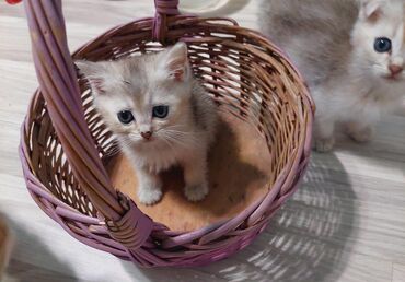 Pişiklər: Qızıl şinşilla, Dişi, Ünvandan götürmə — 6