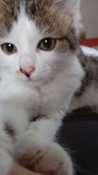 фонд добрые руки: 4 айлык, Эркек, Боз, Аргын, Лотокко барууга үйрөтүлгөн, Курттардан тазаланган