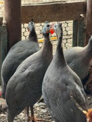 купить домашних курей: Продам цесарки 7 штук at lalafo.kg купить домашних курей: Продам цесарки 7 штук