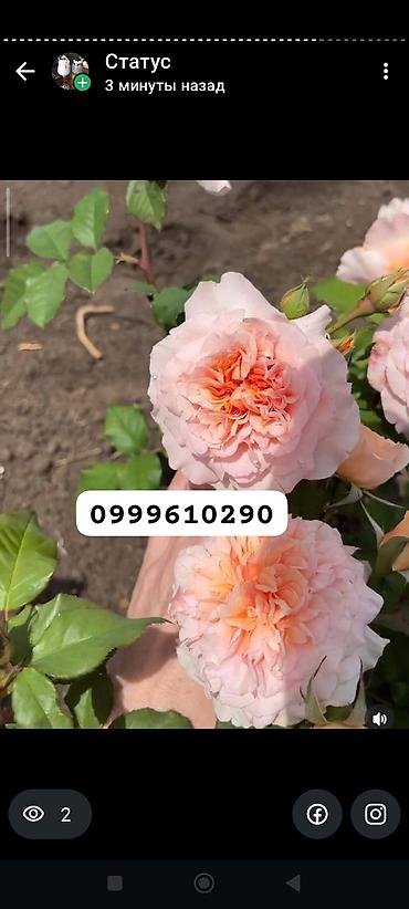 Rose saplings: Саженцы роз в контейнерах - Ассортимент садовых роз (разные сорта и — 7