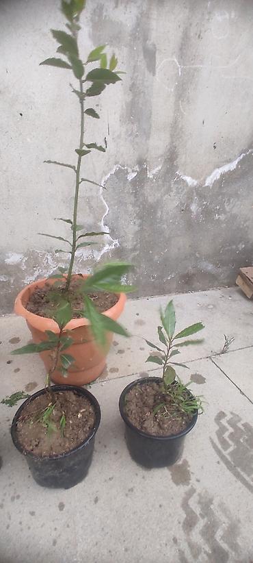 sitili: Dəfnə ağacı (Laurus nobilis) – ətirli, keyfiyyətli və məhsuldar sort — 2