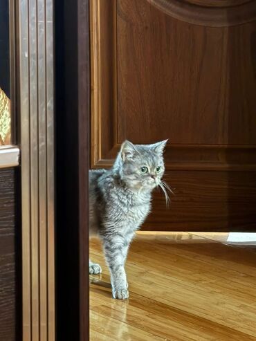 купить щенка немецкой овчарки из питомника: Мышык бекер берилет: Скотиш Страйт (Шотландиялык тик кулактуу), 1 жаш, Ургаачы, Лотокко барууга үйрөтүлгөн