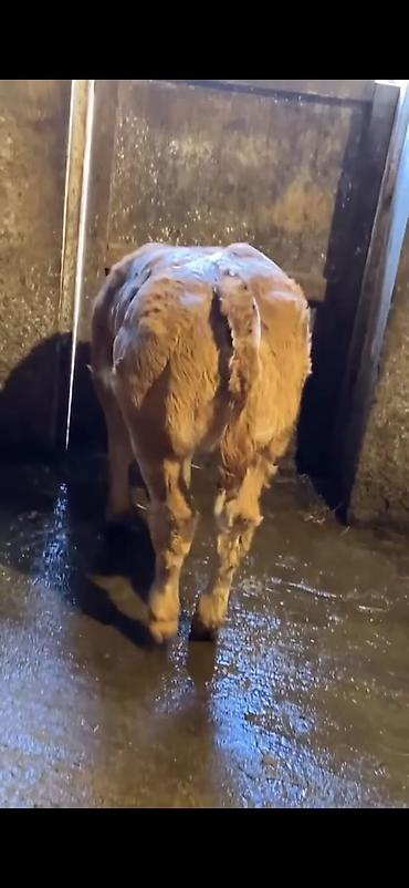 Dana, buzov: Cins buzov – ətlik istiqamət - Rəng: açıq qəhvəyi, alnında ağ ləkə - — 5