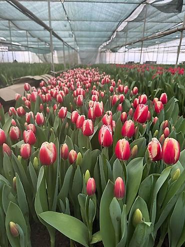 Цветы и букеты: Тюльпаны оптом с луковицей, срез «на луковице» из теплицы - 30 — 9