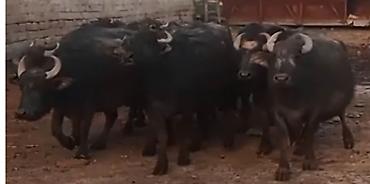 akvarium baliq bazari: 10 ədəd boğaz Camış,2-ci,3-cü qarındı.
SATILDI — 2