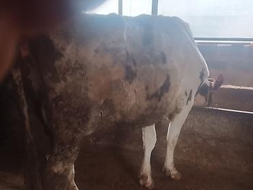 Коровы, быки: Продаю | Корова (самка) | Для молока | Привязанные — 7