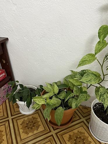 Антуриумдар: Комнатные растения в кашпо: 1) Антуриум (Anthurium andreanum) - — 5
