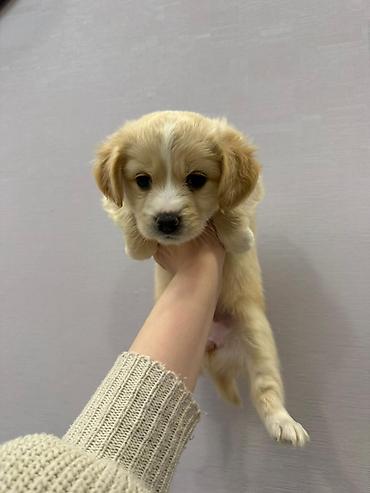 İtlər: Retriever, 2 ay — 10