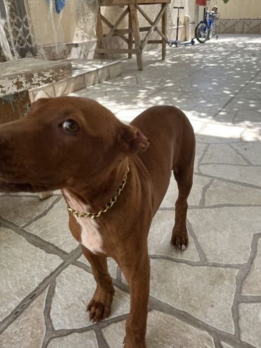 it üçün xaltalar: Pitbul, 1 ay, Erkek, Ünvandan götürmə