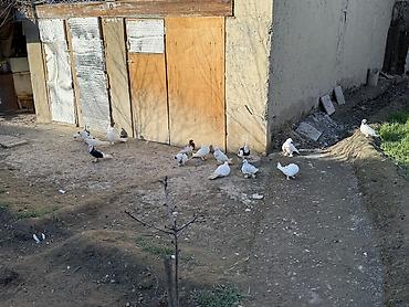 Göyərçinlər: Sade ve dekorativ goyercinler satilir cut ya optom ciddi alicilar — 4