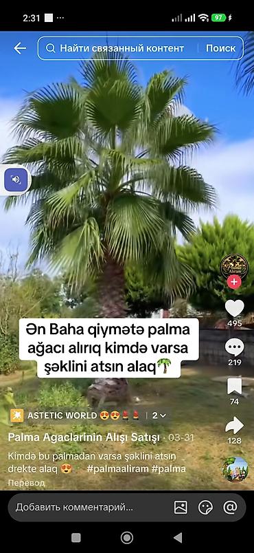 nar agacı: Məhsul: Dekorativ palma ağacı (fan formalı yarpaqlı, qalın pullu — 3