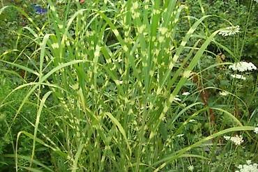 Другие садовые цветы и кустарники: Садовые растения - кустарники ( вейгела пестролистная, рябинник — 22