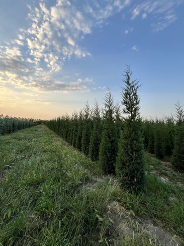 Şitillər: Dekarativ agaclarin satiwi istenilen novde istenilen olcude var elave — 23