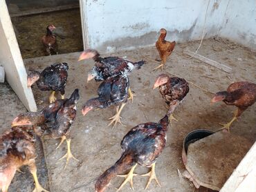 померанский шпиц цена: 6ayliq heyrati cuceleri satilir qiymet 25manat sec gotur 10denedi