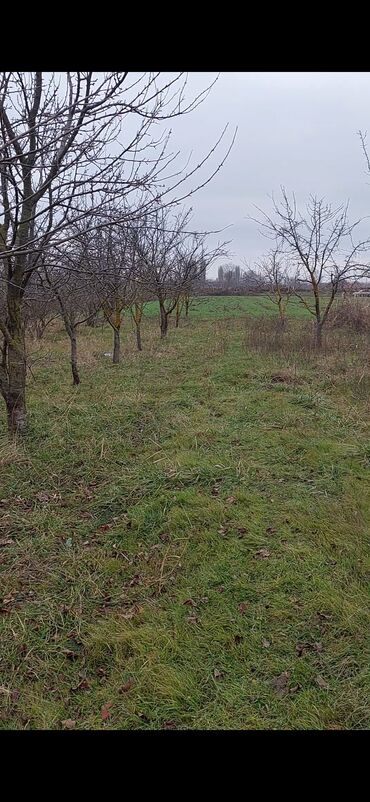 Torpaq sahələrinin satışı: 150 sot, Kənd təsərrüfatı, Barter mümkündür, Kupça (Çıxarış) — 10