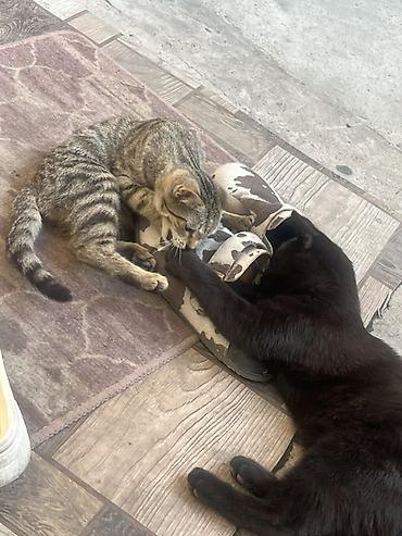 Продажа кошек: 🏡 КОТЯТА ИЩУТ ДОМ! 🐾❤️ Два замечательных малыша — чёрный котик и — 8