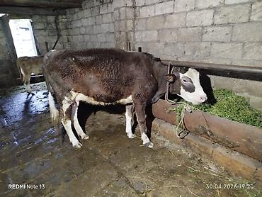 kiseli inek: Aprelin 20 balalayib 1 qarindi balası simental cinsdi ağ kiprik — 1