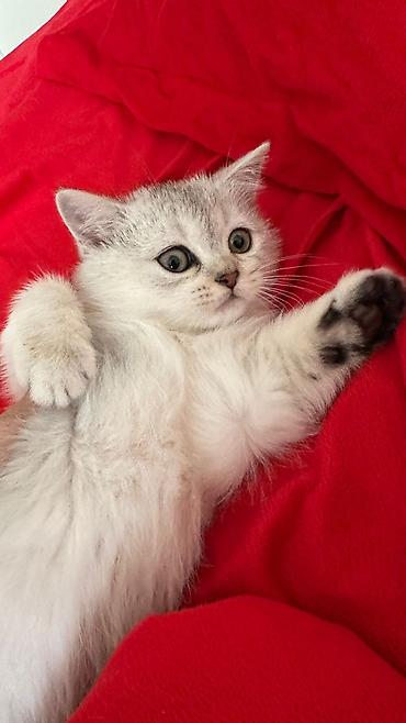 Pişiklər: Şotland yastı qulaq, Erkək, Dişi, Yaxşı əllərə, Ünvandan götürmə, Pulsuz çatdırılma, Ödənişli çatdırılma — 8