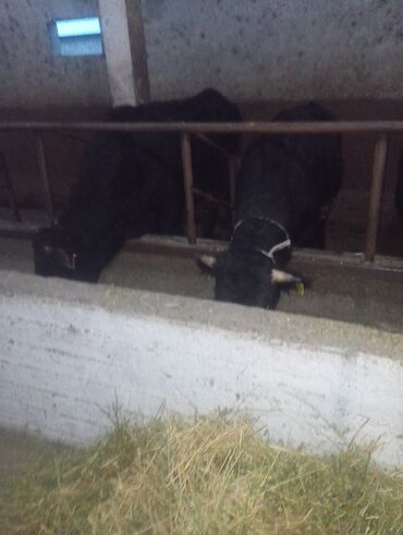 Коровы, быки: Продаю | Бык (самец) | На откорм | Привязанные — 5