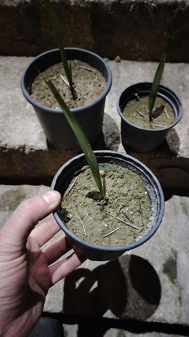 bitki toxumlari: Məhsul: Xurma (palma) fidanları – qablarda Təsvir: - Qara plastik — 1