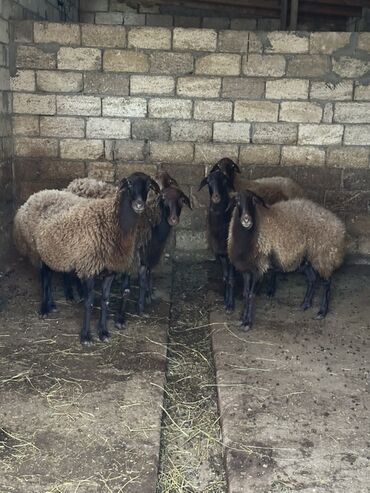 Qoyunlar, qoçlar: Qoyunlar – qaragül tipli qəhvəyi yunlu, qara başlı və ayaqlı heyvanlar — 4