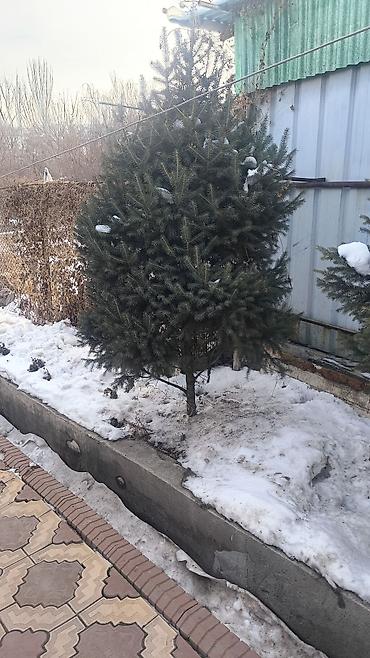 Ель: Ели/сосны для озеленения участка. Описание: - Живые хвойные деревья — 6